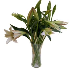 St Joseph lilies in clear vase babsi george delivery