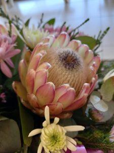 Protea flower babsi and the sunflower george