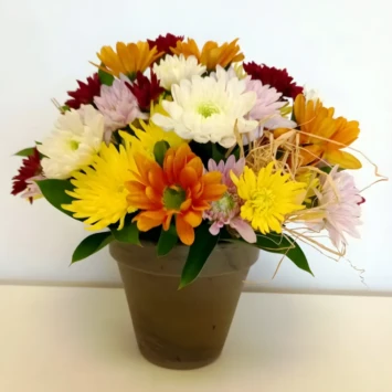 Pot of Mums