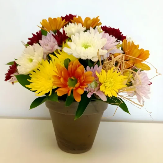Pot of Mums