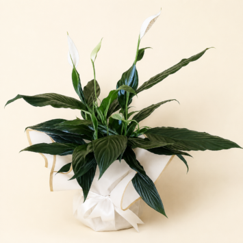 Peace Lily