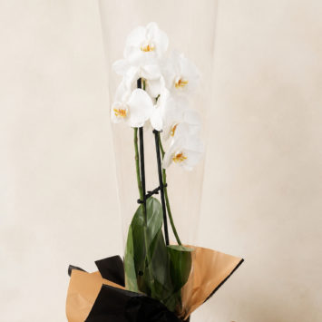A living plant. Multi bud Orchid beautifully presented and wrapped.