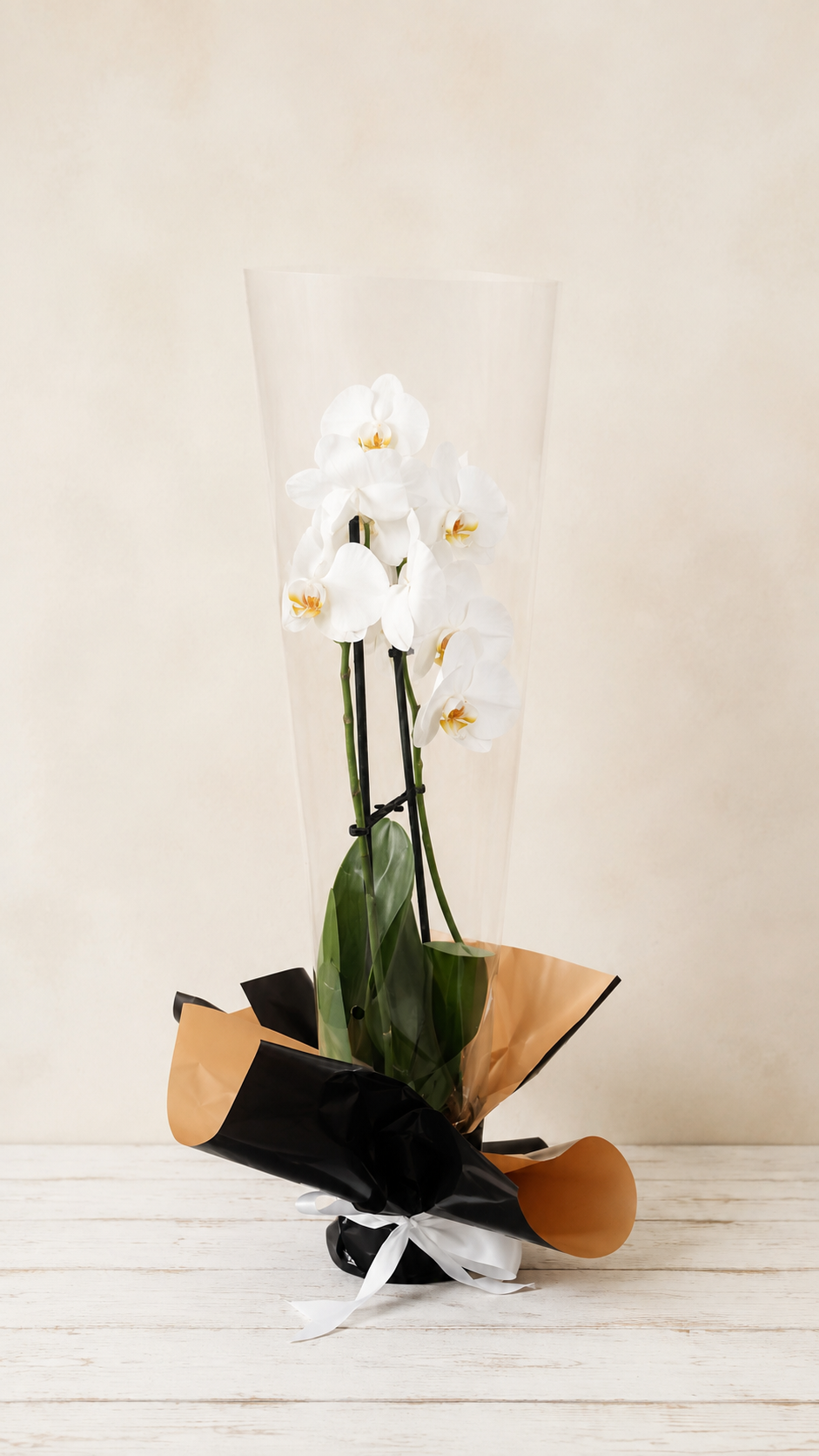 A living plant. Multi bud Orchid beautifully presented and wrapped.